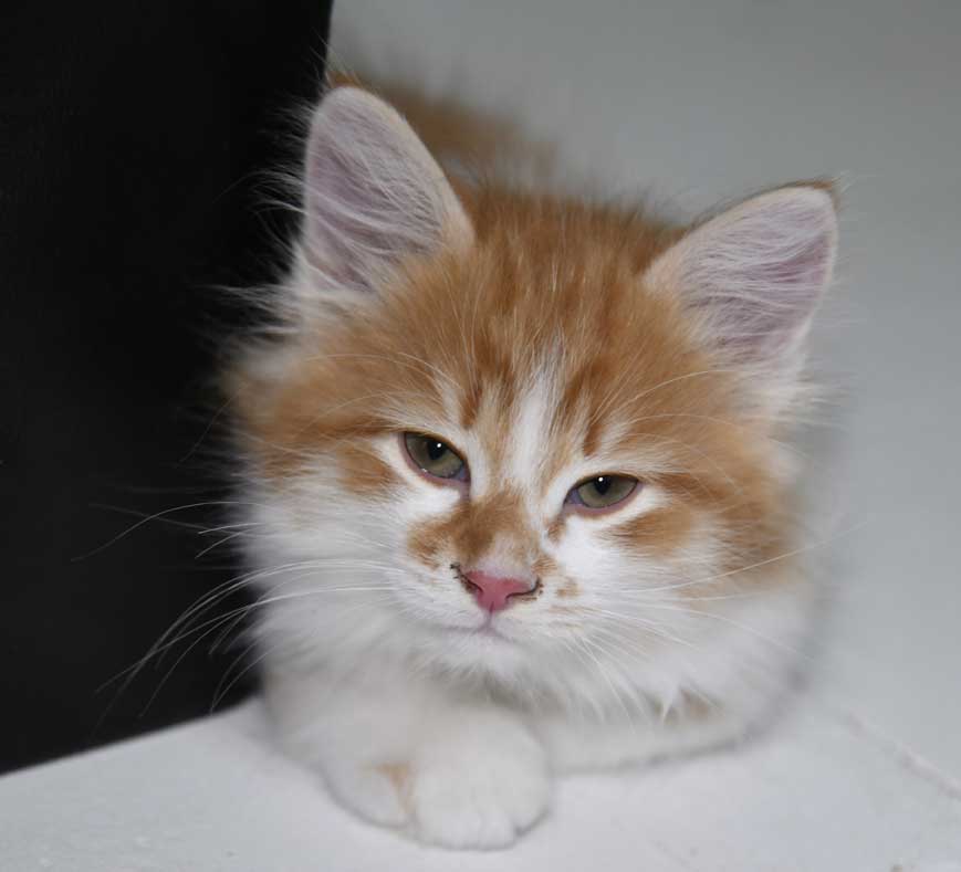 Sibirisk kattunge Edwin