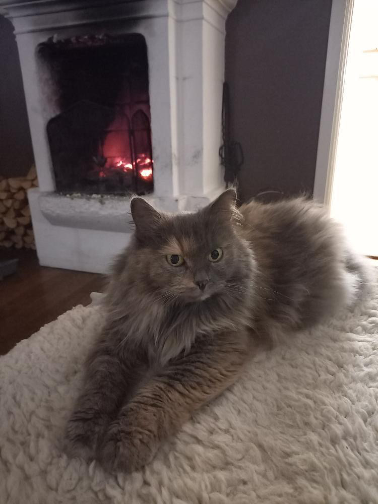 Sibirisk katt Freja