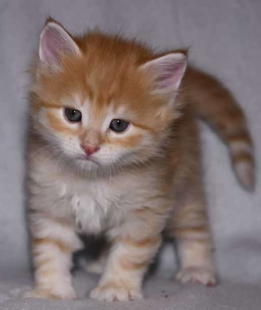 sibirisk kattunge Ferrari