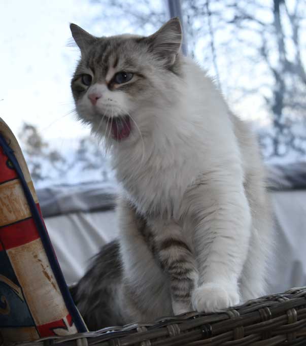 sibirisk katt Whiffi