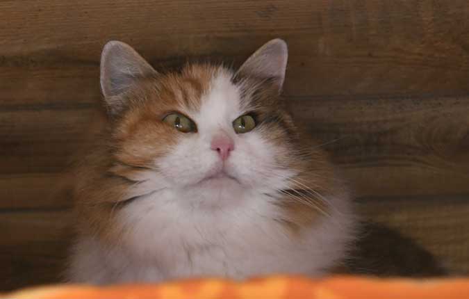 sibirisk katt Colbie