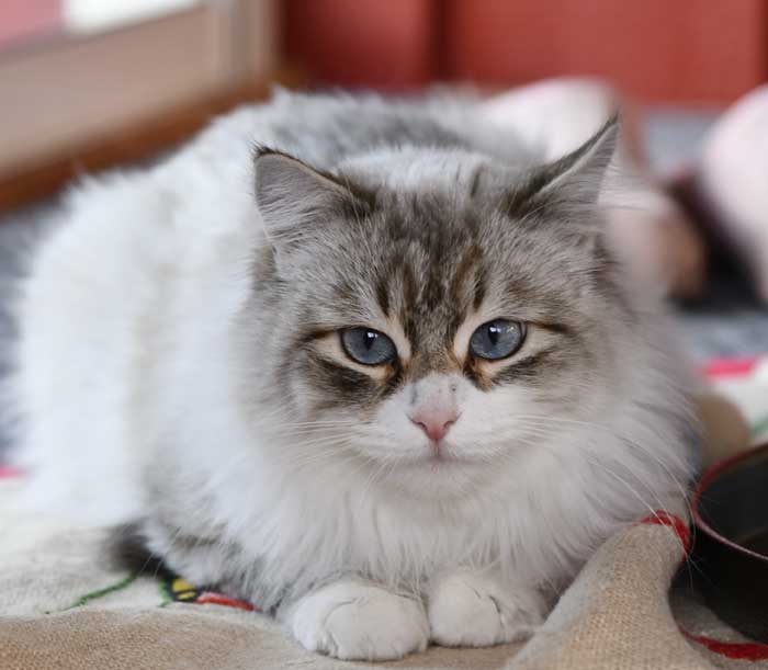 Neva Masquerade katt Whiffi