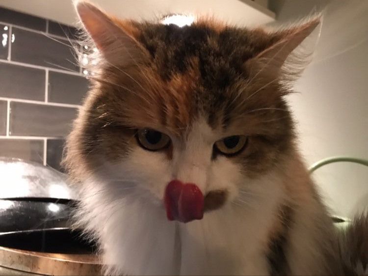 sibirisk katt Gaia