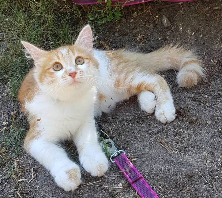 Sibirisk katt Aldermin