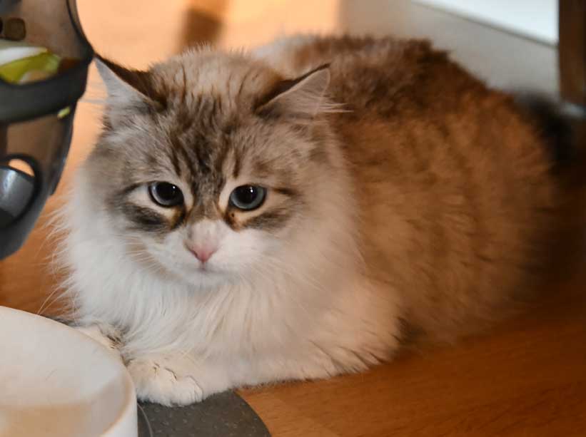 Neva Masquerade katt Whiffi