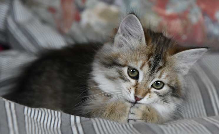 Sibirisk katt Fujita
