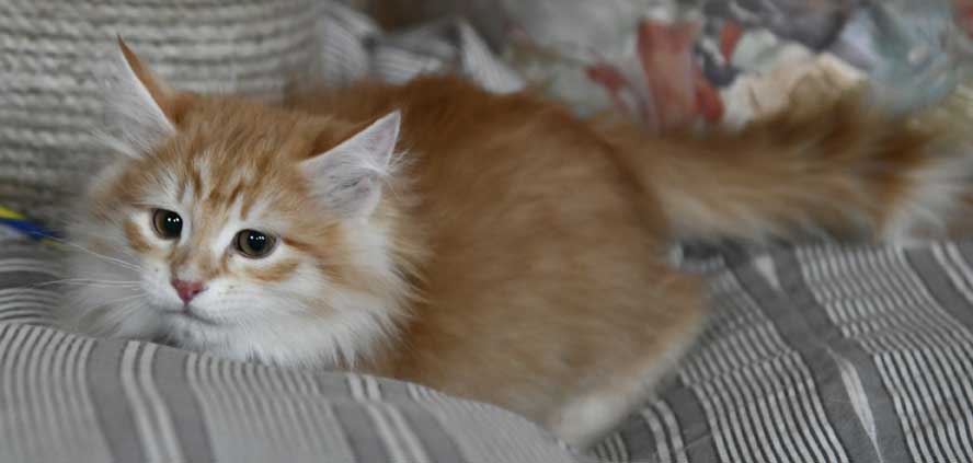 sibirisk katt Ferrari