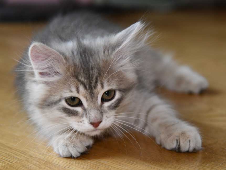 sibirisk kattunge Fabiola