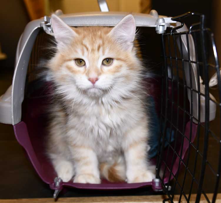 sibirisk kattunge Ferrari