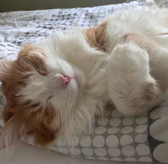 Sibirisk katt Felix