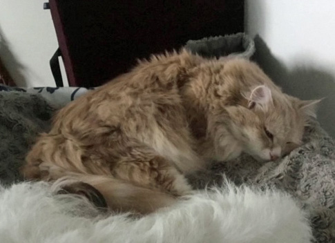 Sibiriskkatt Magni