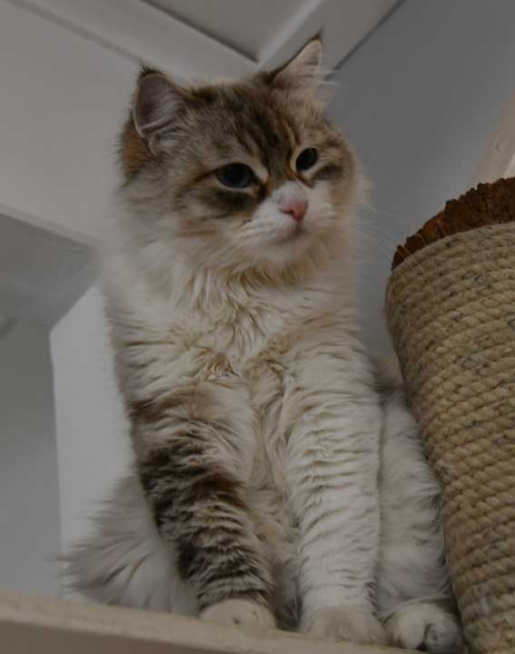 Neva Masquerade katt Whiffi