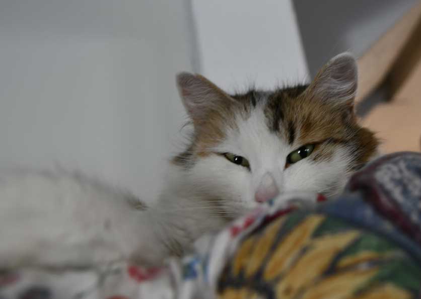 sibirisk katt Dani