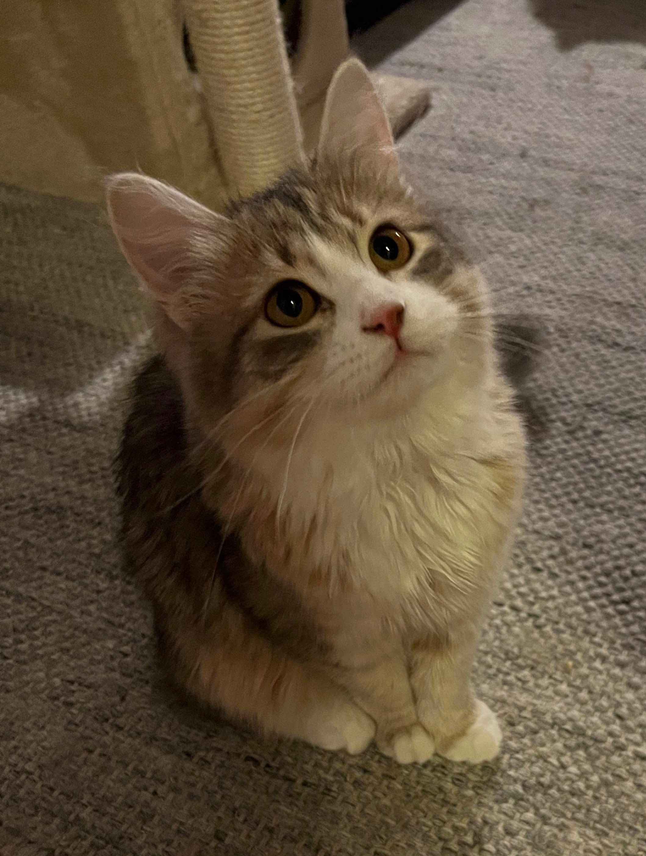 Sibirisk katt Fantasia