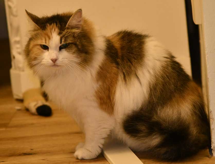 sibirisk katt Colbie
