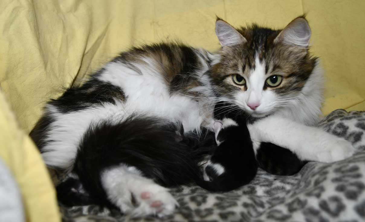 sibirisk katt Vickie G3-kull