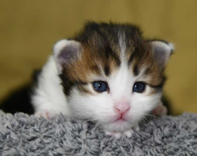 Sibirisk kattunge Gloria