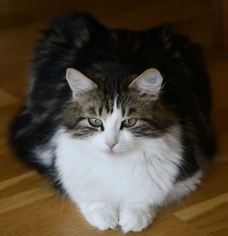 Sibirisk katt Vickie