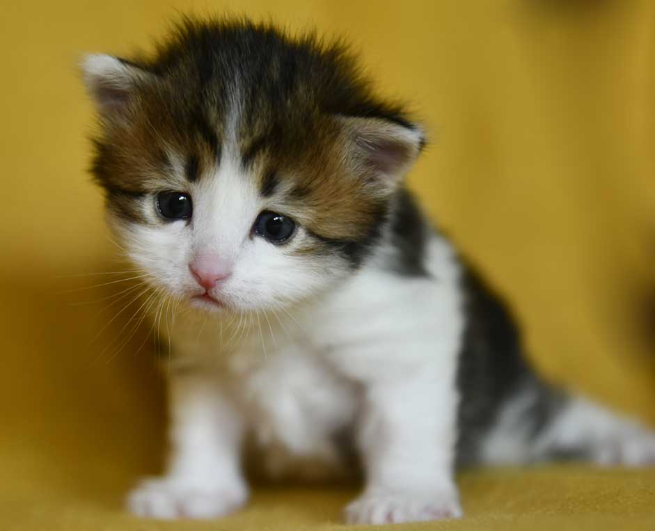 sibirisk kattunge Gloria