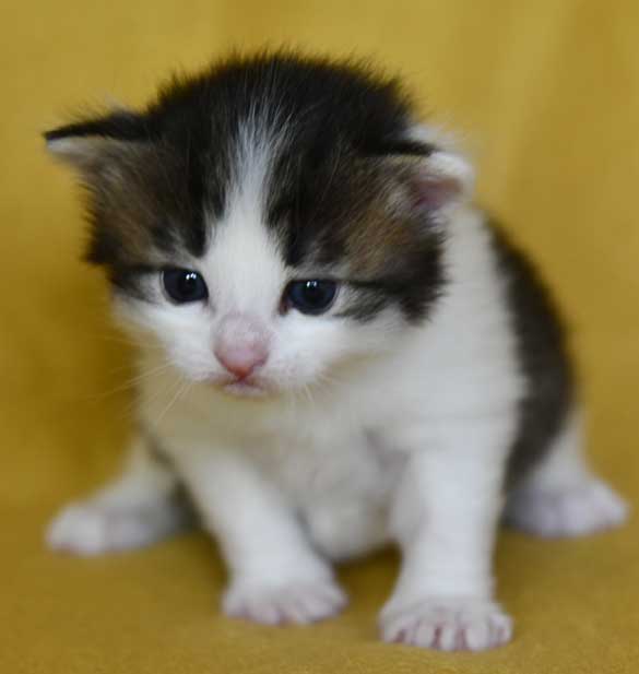 Sibirisk kattunge Garlena