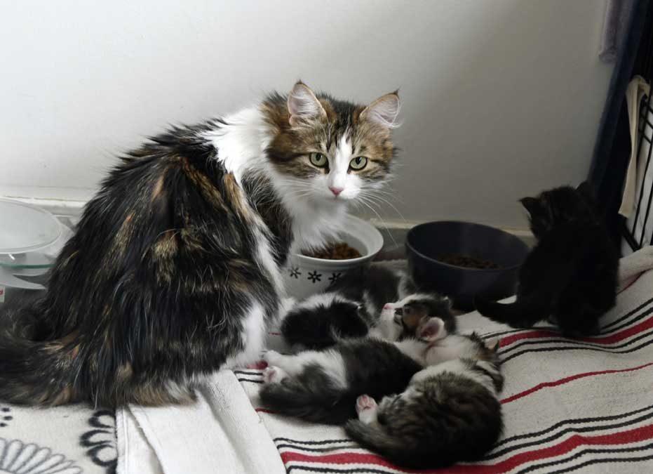 Sibiriska kattungar G3-kullen