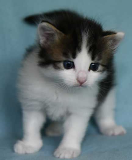 Sibirisk kattunge Garlena
