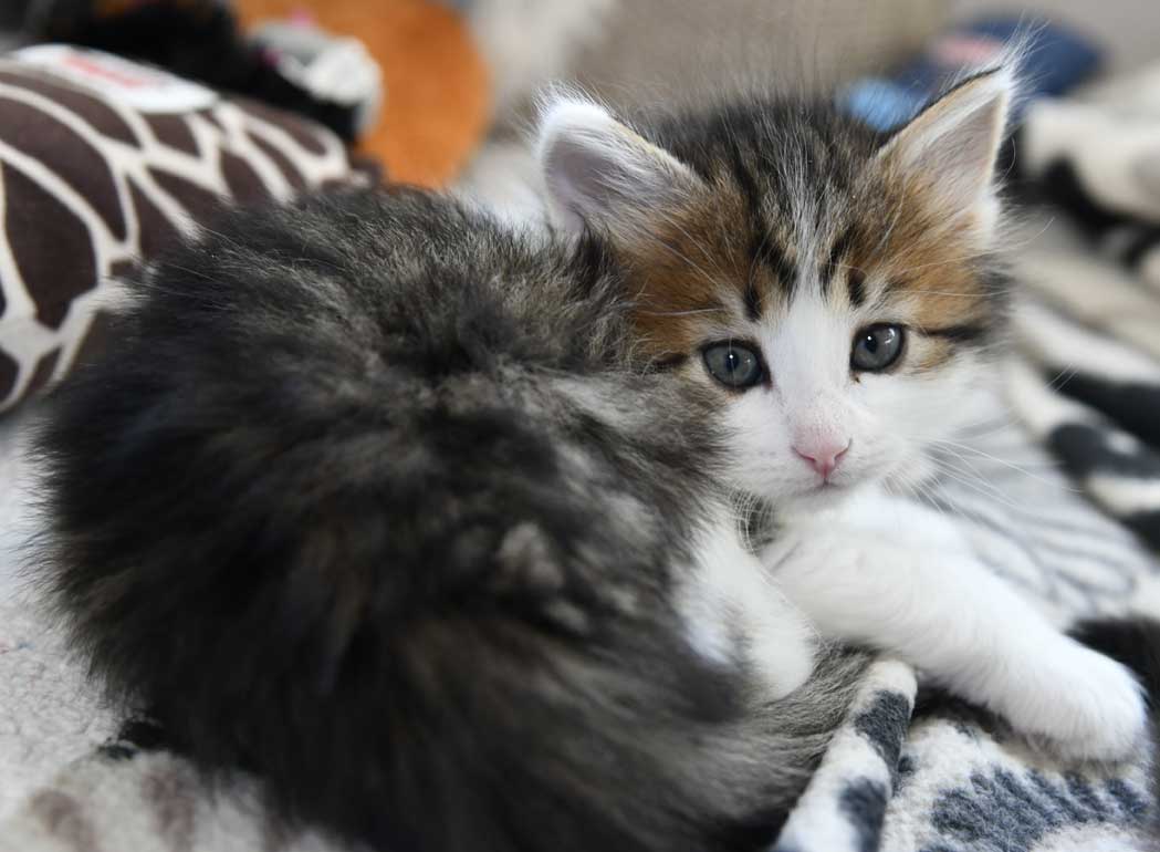 Sibirisk kattunge Gloria