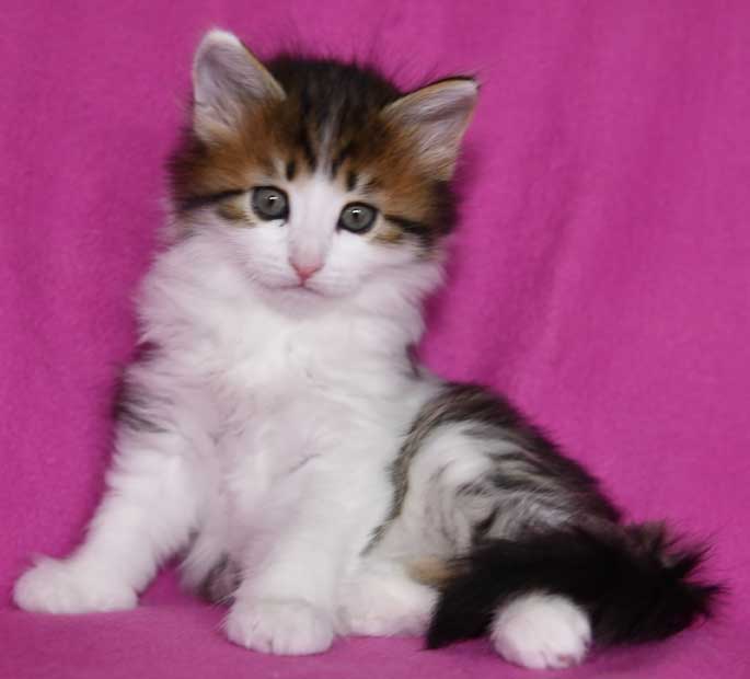 Sibirisk katt Gloria