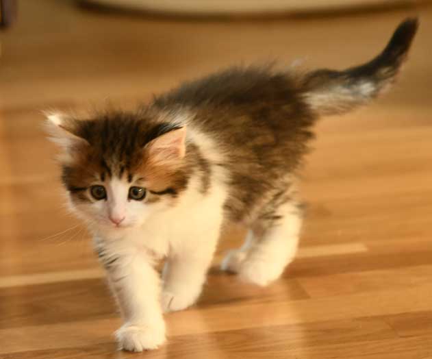 Sibirisk kattunge Gloria