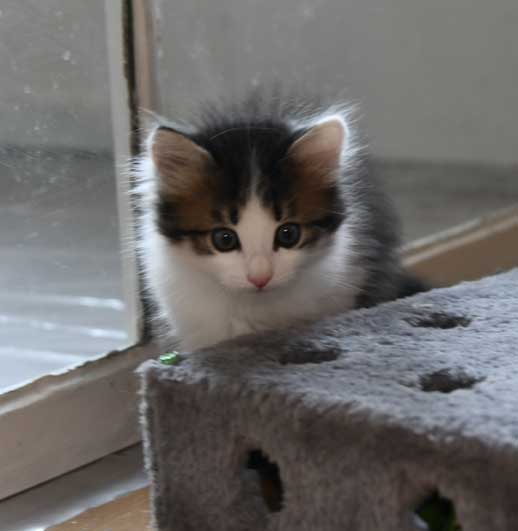 sibirisk kattunge Garlena