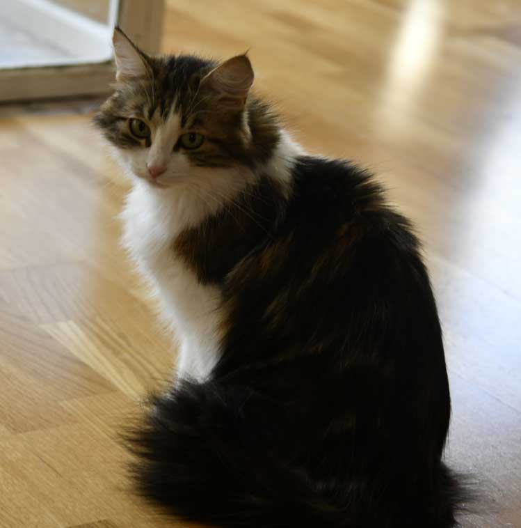 sibirisk katt Vickie