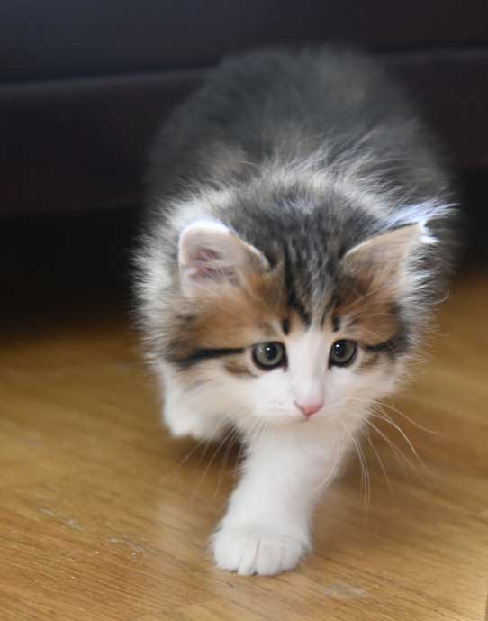 Sibirisk kattunge Gloria