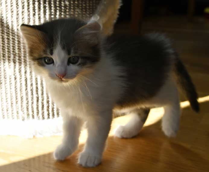 Sibirisk kattunge Garlena