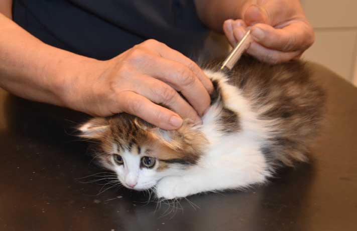 Sibirisk kattunge Gloria