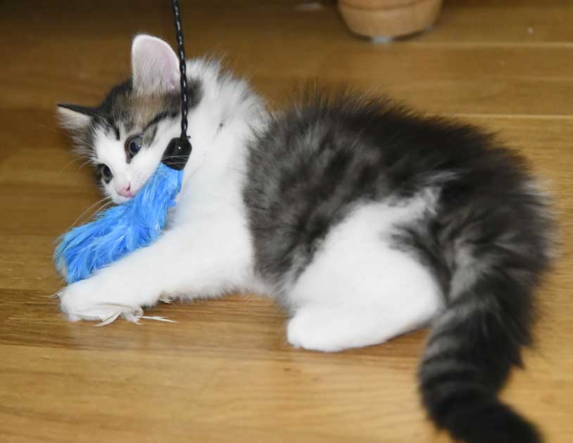 Sibirisk kattunge Garlena