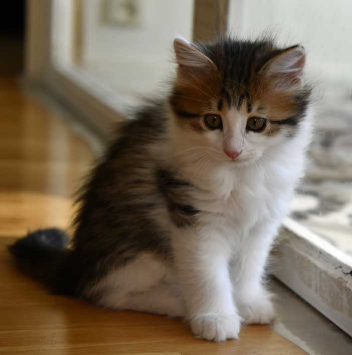 Sibirisk katt Gloria