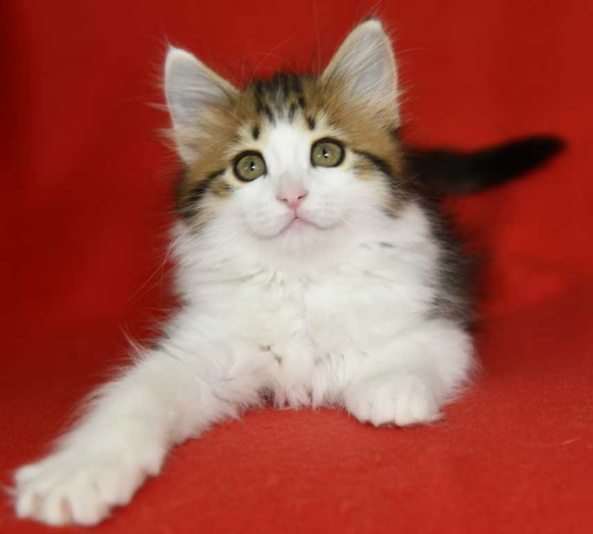 Sibirisk kattunge Gloria