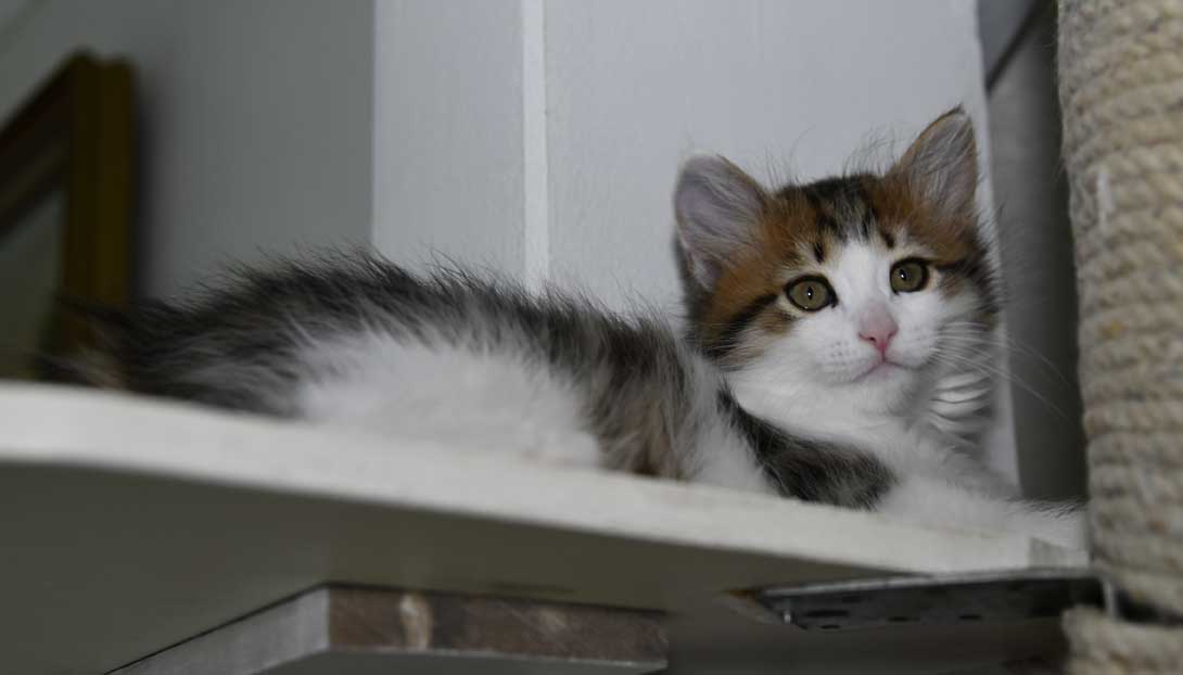 Sibirisk katt Gloria