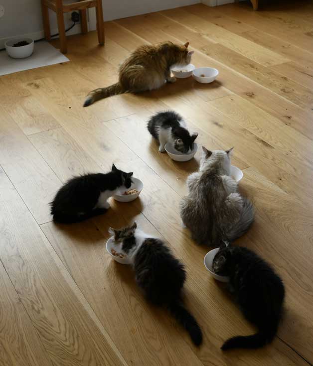 Sibiriska kattungar och uni o Whiffi