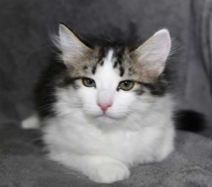 Sibirisk kattunge Garlena