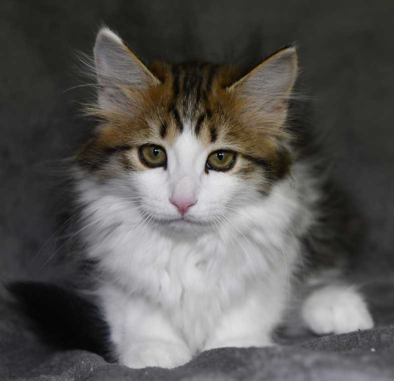 Sibirisk kattunge Gloria