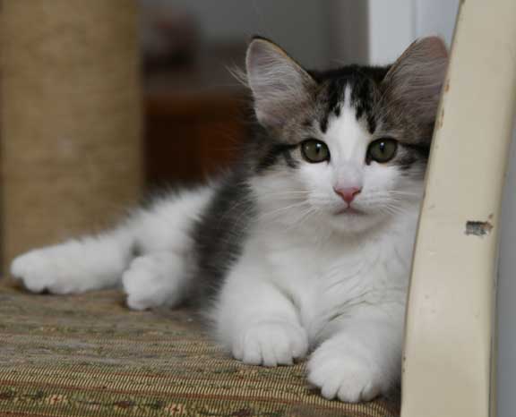Sibirisk kattunge Garlena