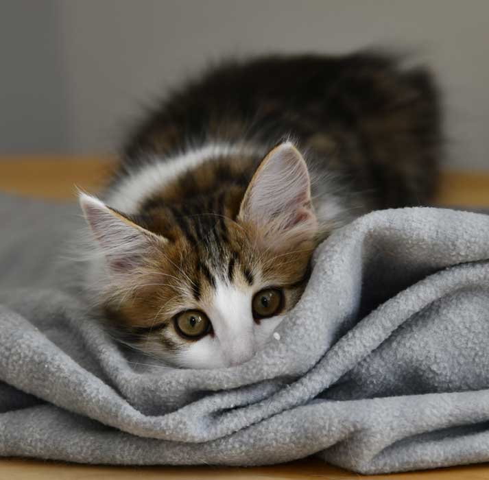 Sibirisk kattunge Gloria