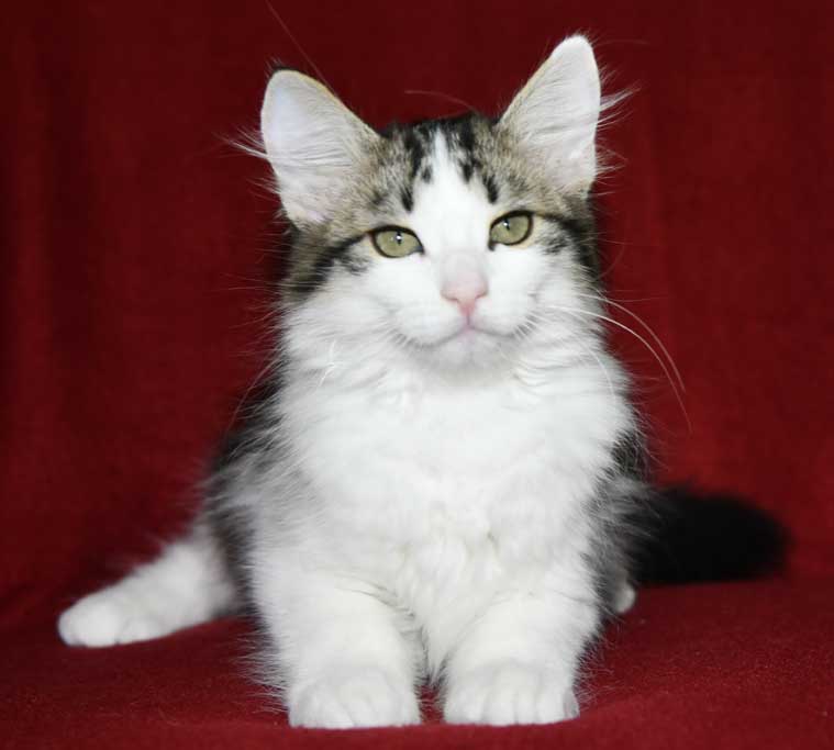 Sibirisk kattunge Garlena