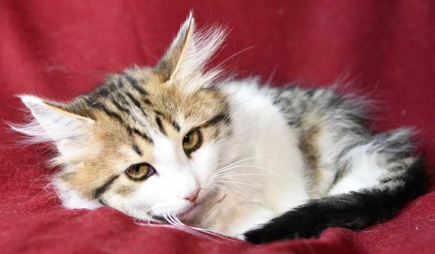 Sibirisk kattunge Gloria