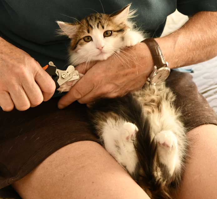 Sibirisk kattunge Gloria