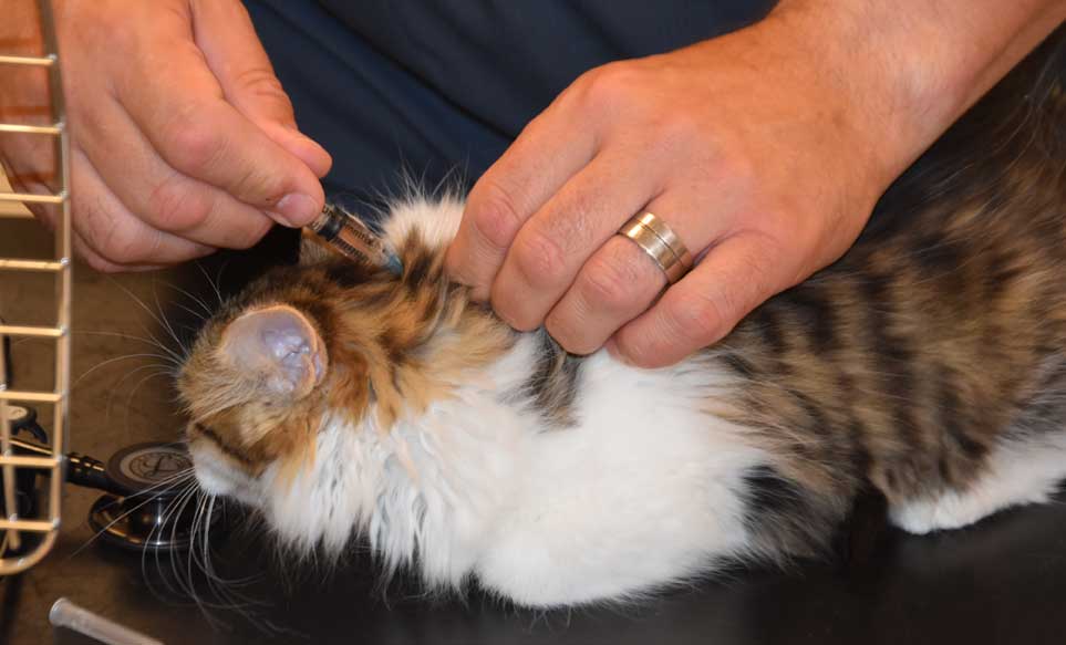 Sibirisk kattunge Gloria