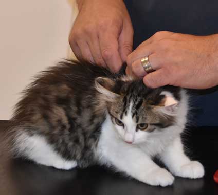 Sibirisk kattunge Garlena