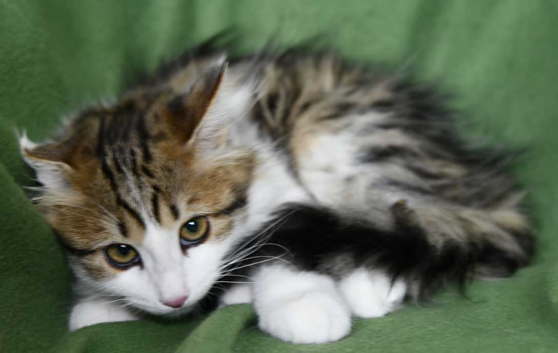 Sibirisk kattunge Gloria