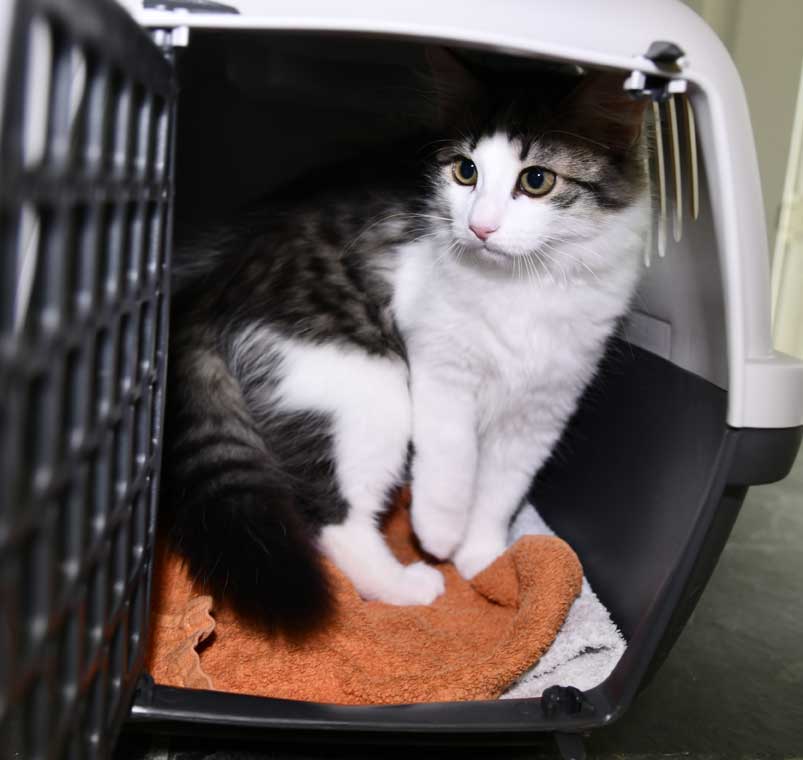 Sibirisk kattunge Garlena